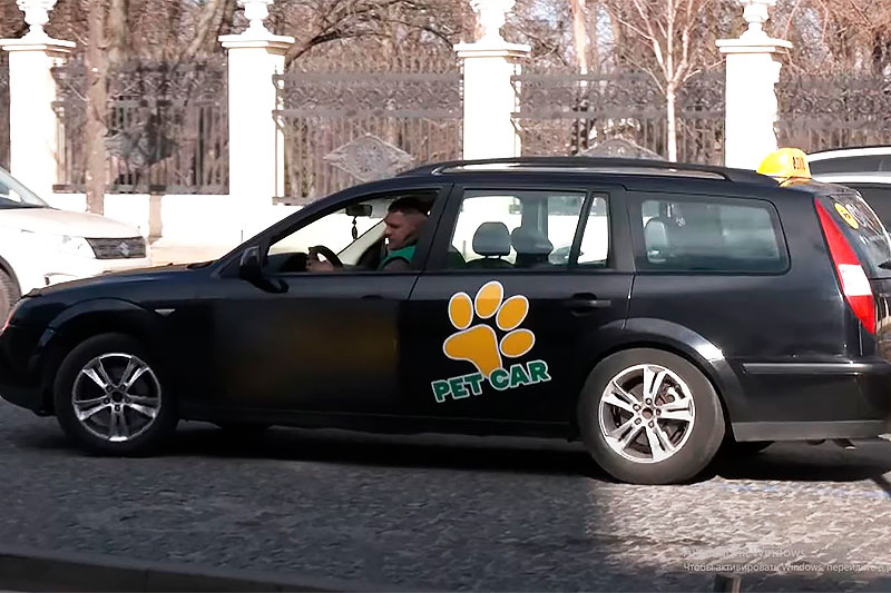 В Днепре вместо такси может приехать петмобиль: в городе работает пес-таксист Бени из Харькова (видео)