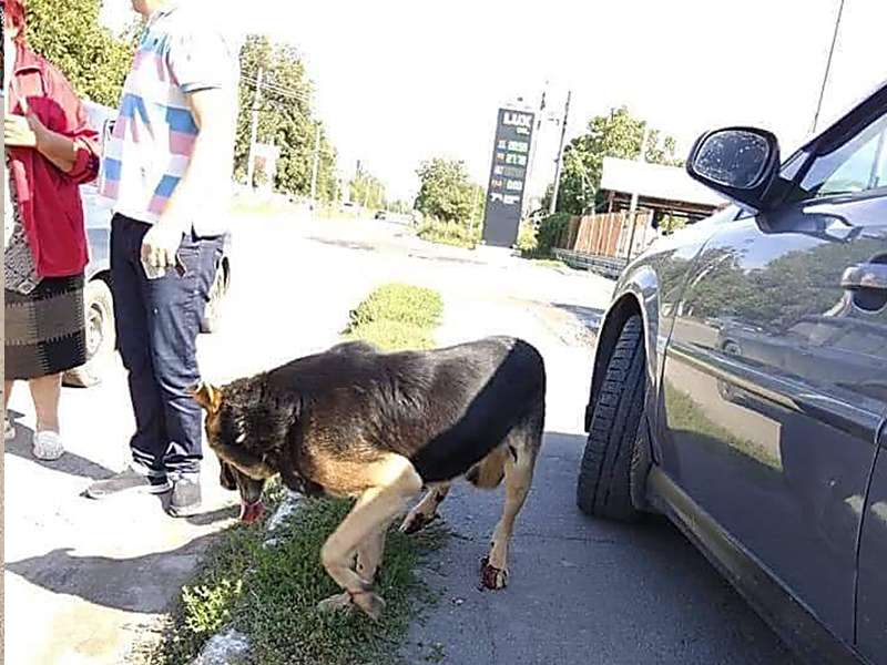 На Винничине собаку привязали цепью к такси и тащили через весь город. Фото