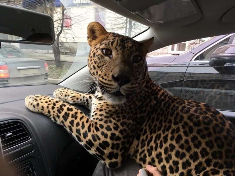 В такси Екатеринбурга пассажир вез на руках леопарда. Видео